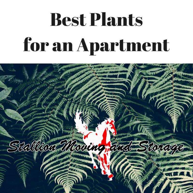 BEST APARTMENT PLANTS