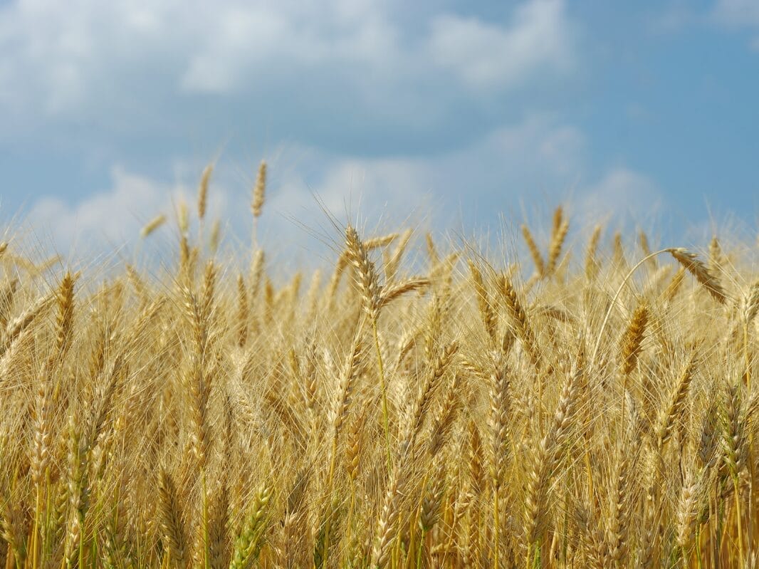 Farmers Field In Fort Saskatchewan